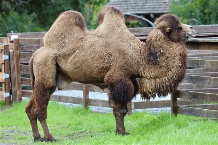 Feature of a camel's back