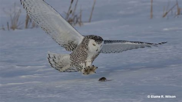 Feline's feet used to catch prey