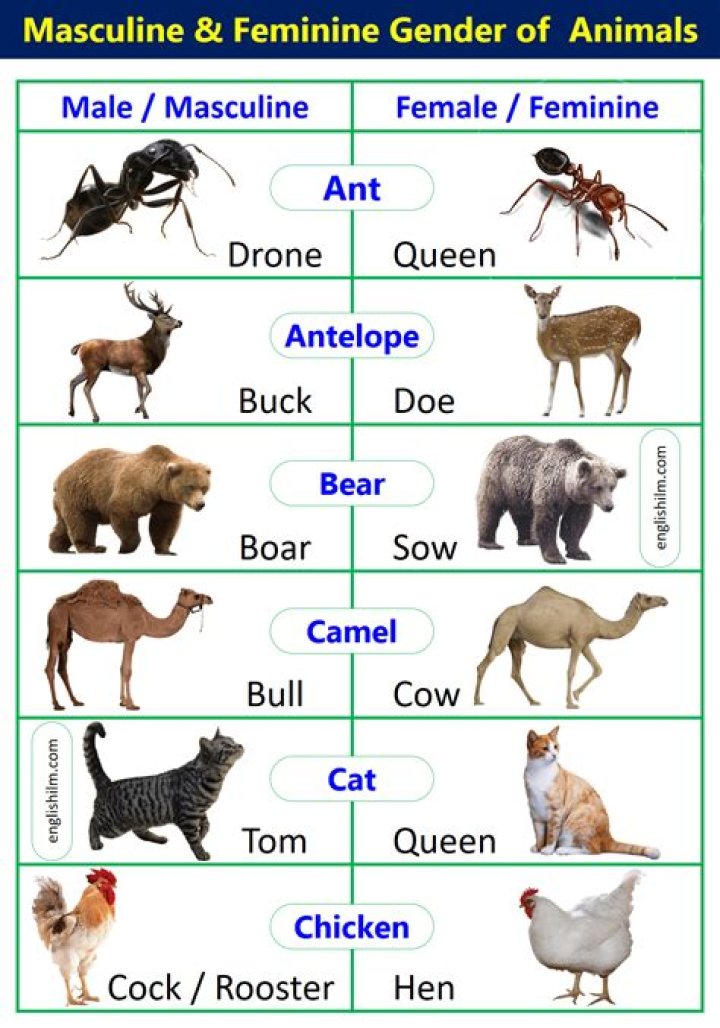 Female animal that clucks