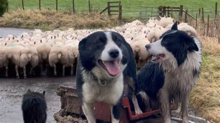 Female animal that could be herded by a border collie