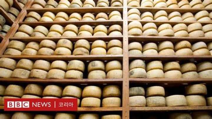 Female animal that's a source of Pecorino cheese