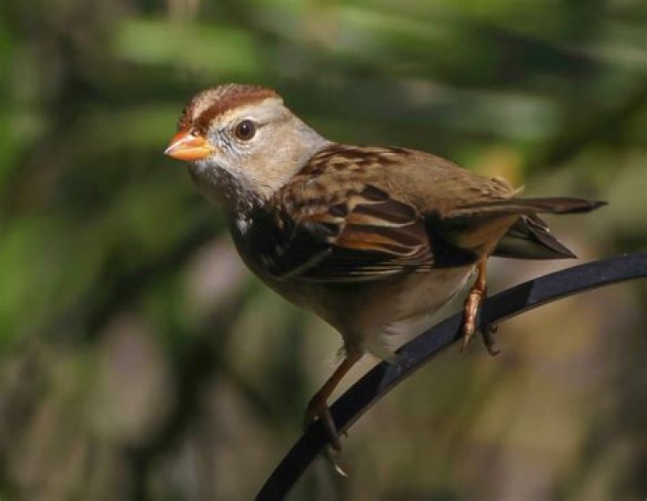 Female in a flock