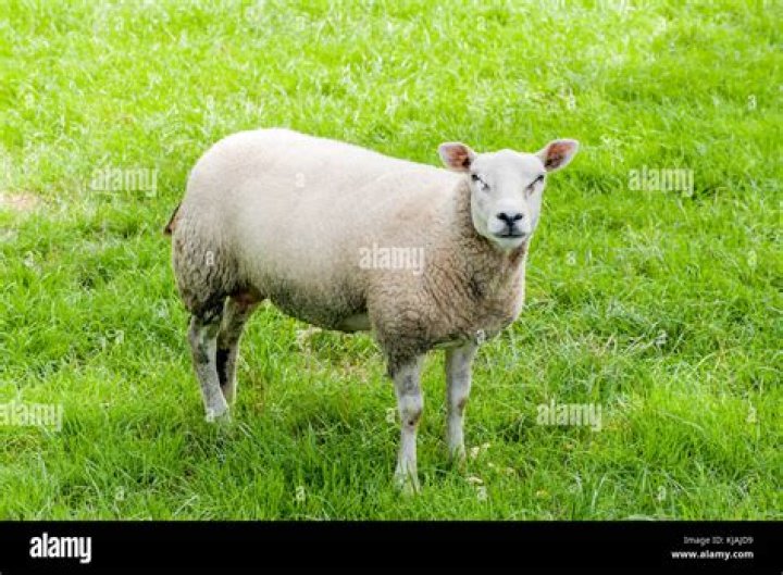 Female sheep