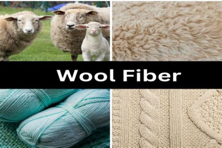 Female sources of wool