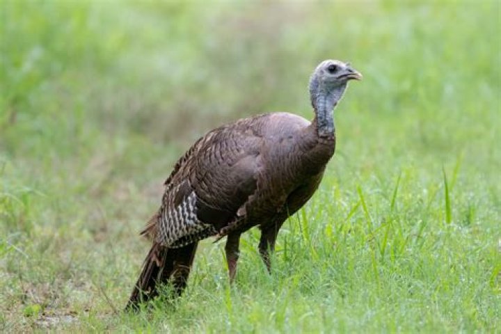 Female turkey