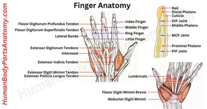 ___ finger (digit between the thumb and middle finger)