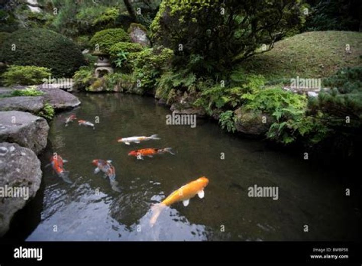 Fish in a garden pond