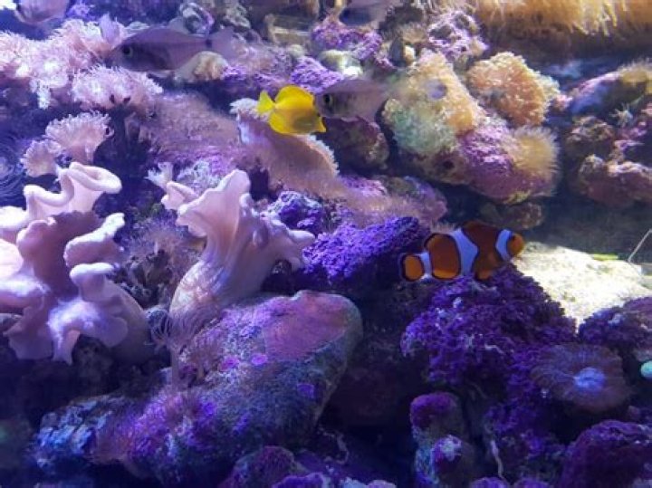 Fish who's found at 42 Wallaby Way in Sydney