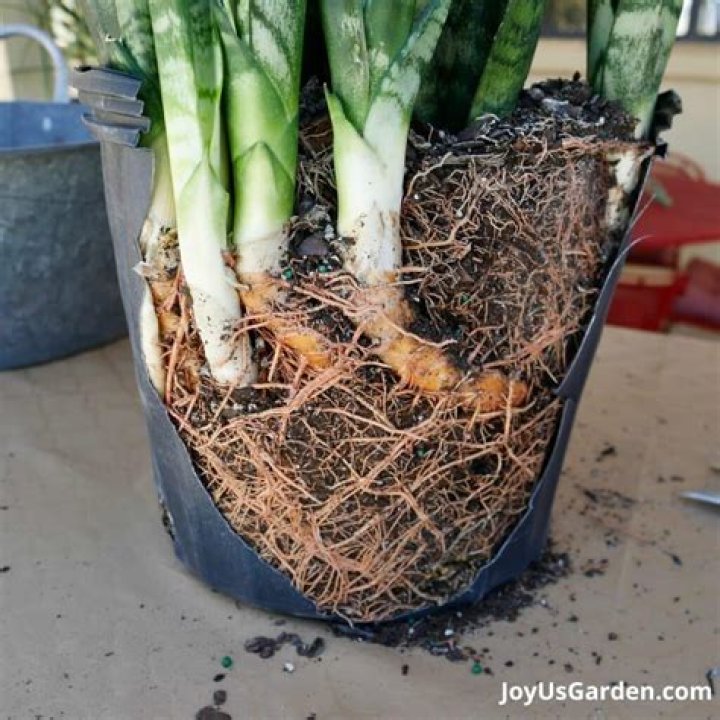 Flower part that grows out of the ground