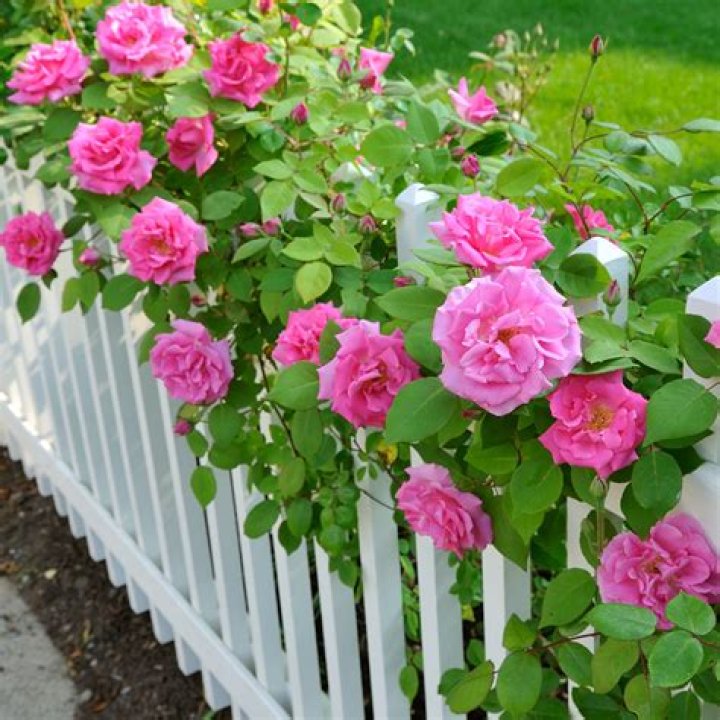 Flower ___ (place to grow roses say)