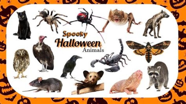 Flying animal associated with Halloween
