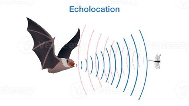 Flying animal that uses echolocation
