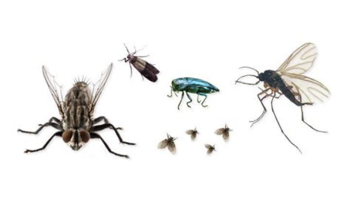 *Flying pest you may find at home that uses its proboscis to suck blood