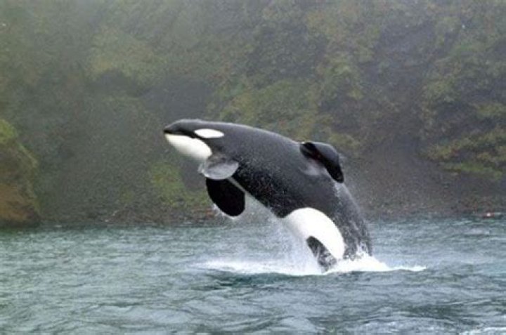 Free Willy animal