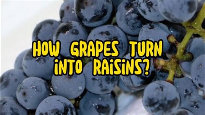 Fruit that dries into a raisin