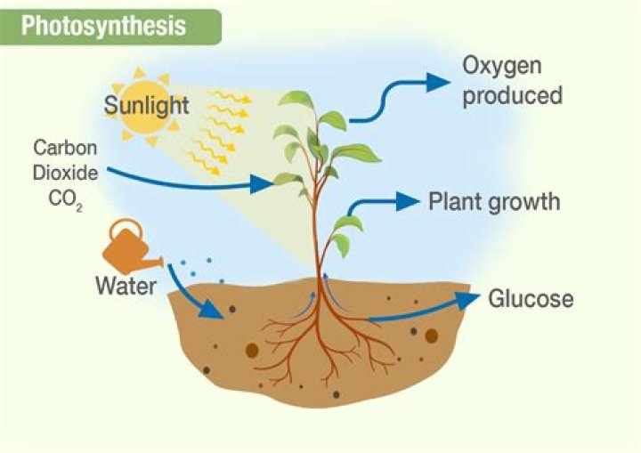 Gas that is produced by plants during photosynthesis