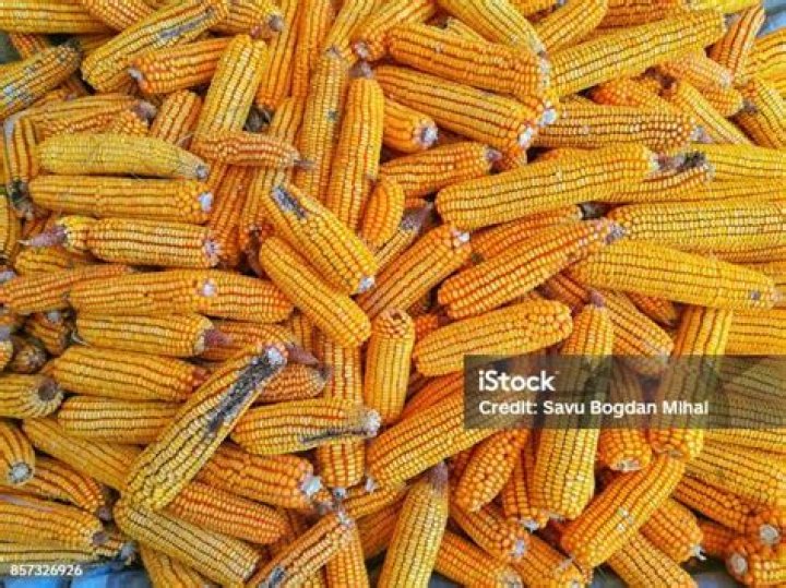 Gather from the field