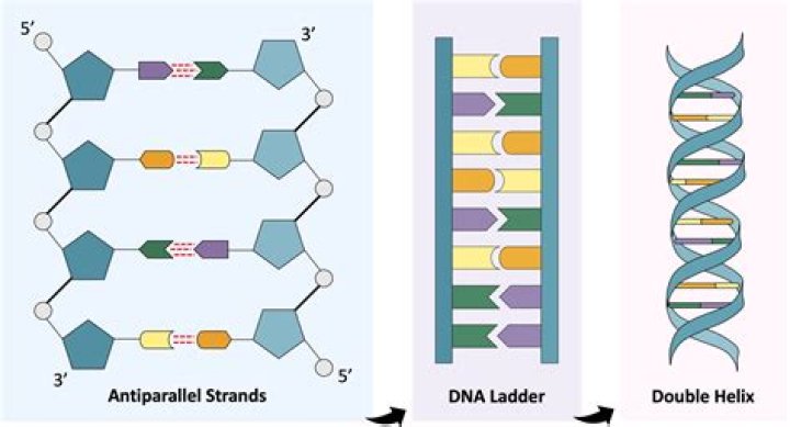 Genetic molecule with one strand: Abbr.
