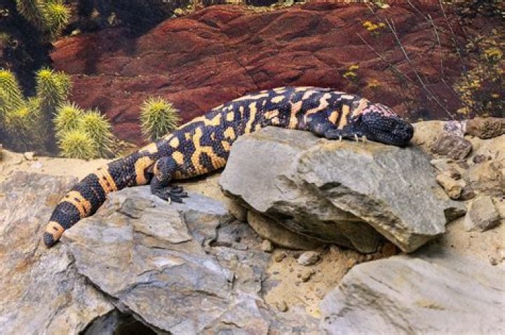Gila monster for one