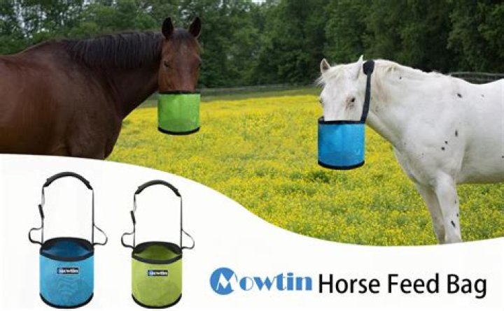 Grain in a horse's feedbag