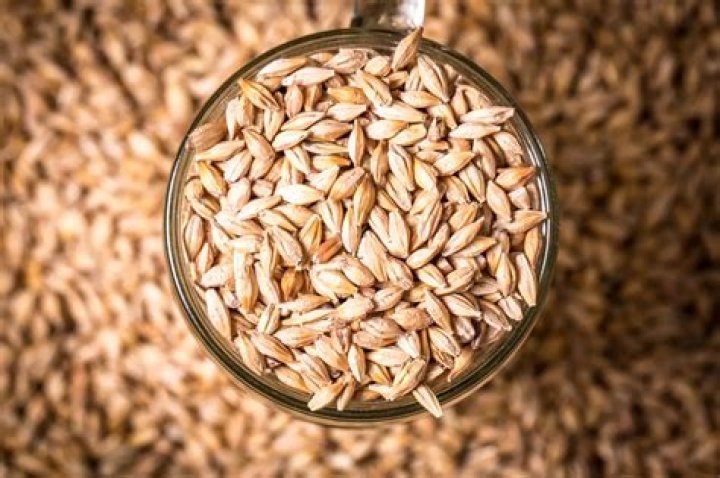 Grain used in nondairy milk