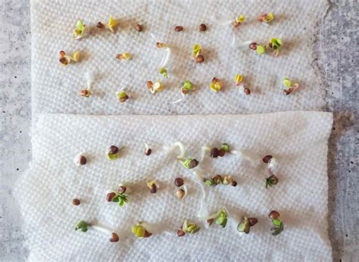 Grains under a beach towel