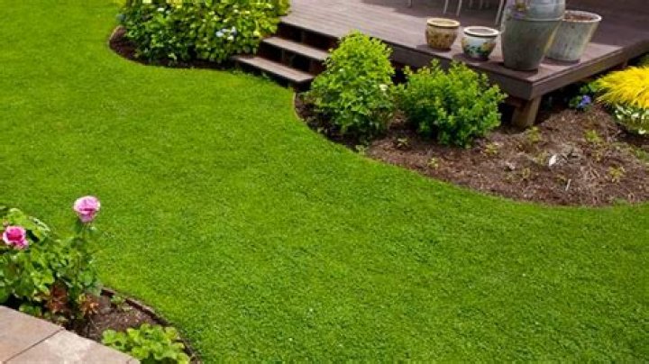 Grass that can be unrolled to make a lawn