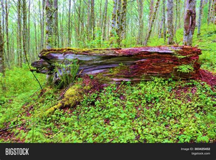Green growth on a fallen log