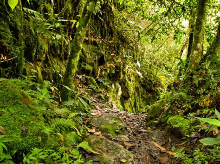 Green growth on a forest's floor