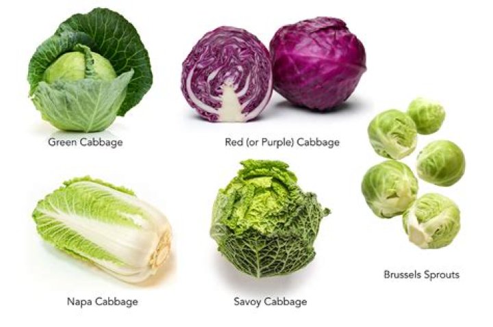 Green- or purple-leaved cabbage