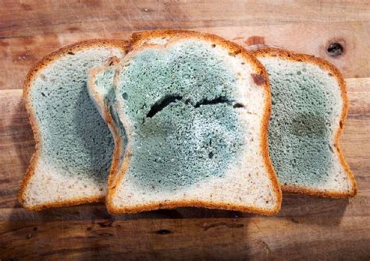 Greenish growth on old bread