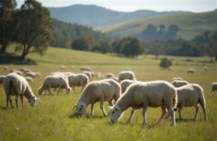 Group of cows or sheep