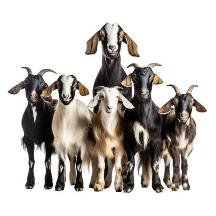Group of goats