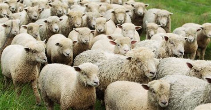 Group of sheep