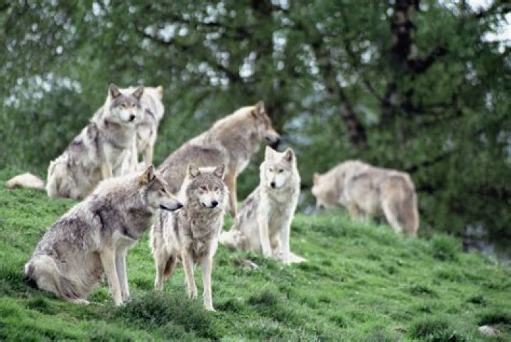 Group of wolves
