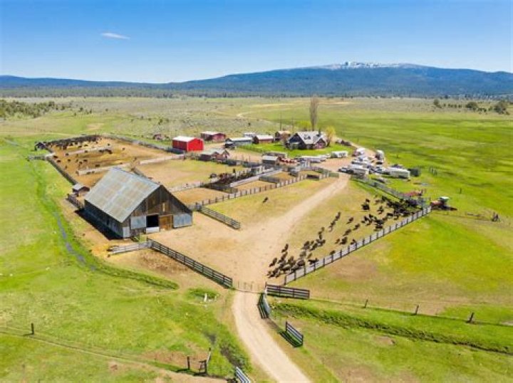 Groups of cattle on a ranch
