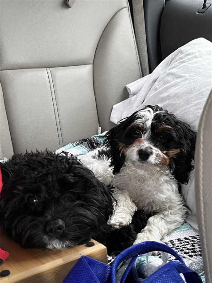 Happy and seeking amusement like a pair of puppies