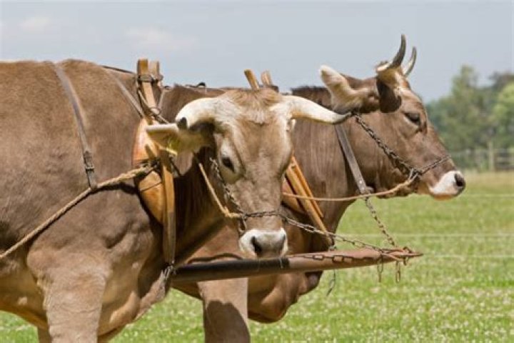 Harness for oxen