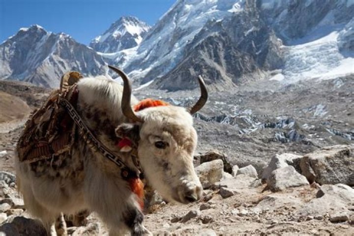 Heavy animal of the Himalayas