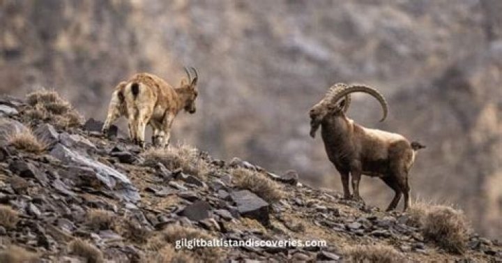 Himalayan beast of burden