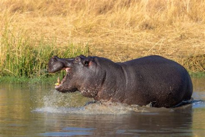 Hippopotamus weight unit