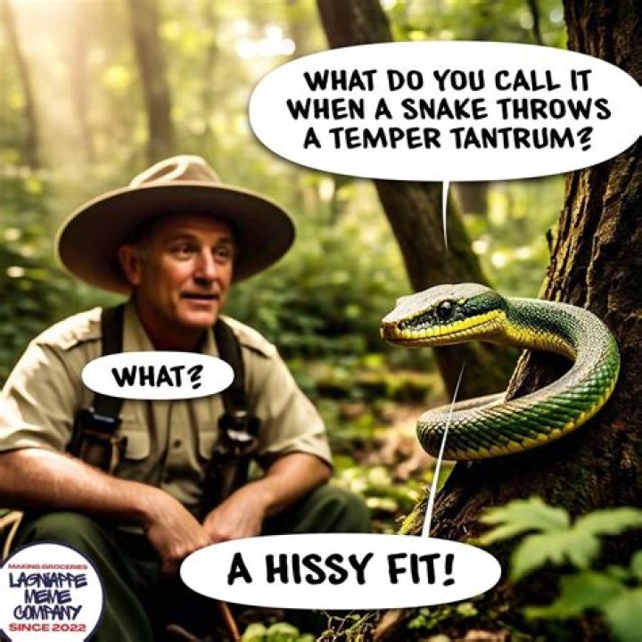 Hissy ___ (temper tantrum)