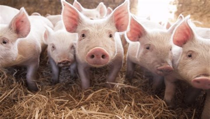 Home for a farmer's pigs