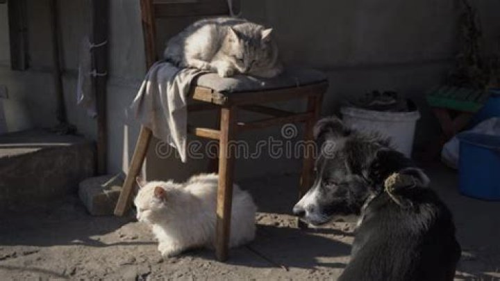 Homeless cats and dogs