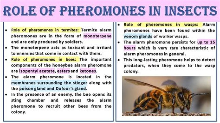 Honey-making insect that communicates using pheromones