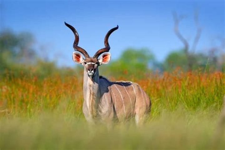 Horned African beast