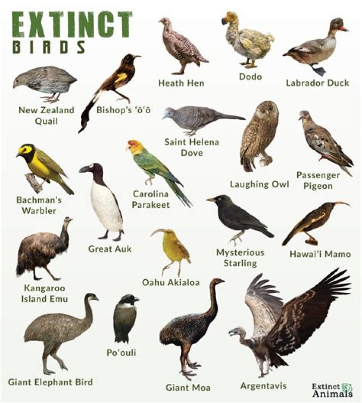 Idiots or long-extinct birds