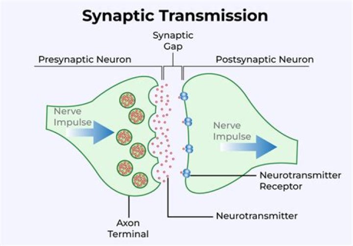 Impulse transmitter in the human body