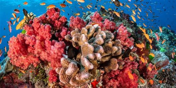 Indonesian resort island known for its coral reefs