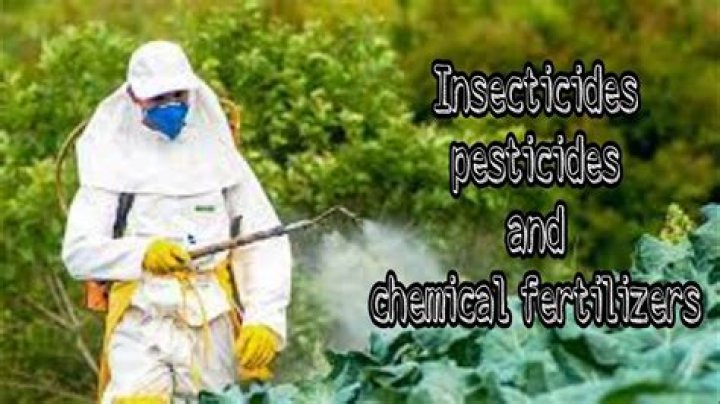 Infamous insecticide: Abbr.